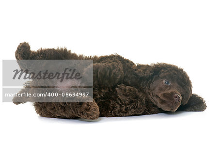 puppy poodle in front of white background