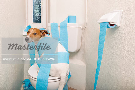 jack russell terrier, sitting on a toilet seat with digestion problems or constipation looking very sad and toilet paper rolls everywhere