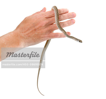 Montpellier snake in front of white background