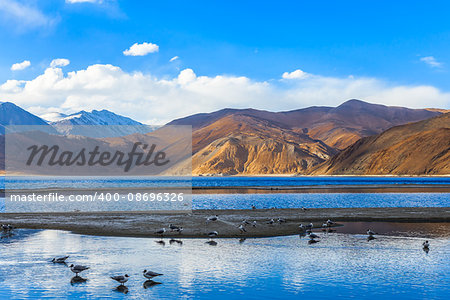 View of Pangong Lake in the morning with the flock of sea gull are feeding and swimming