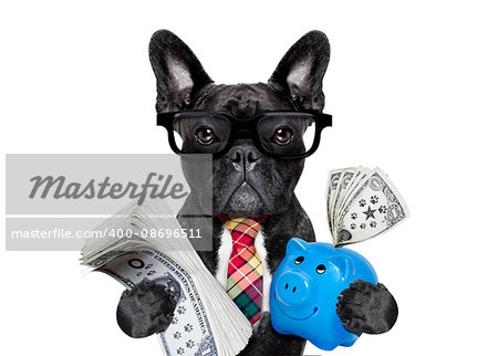 boss accountant rich french bulldog saving dollars and money with piggy bank or moneybox , with glasses and tie , isolated on white background