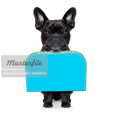 french bulldog dog abandoned and left all alone on the road or street, with luggage bag  , begging to come home to owners, isolated on white background