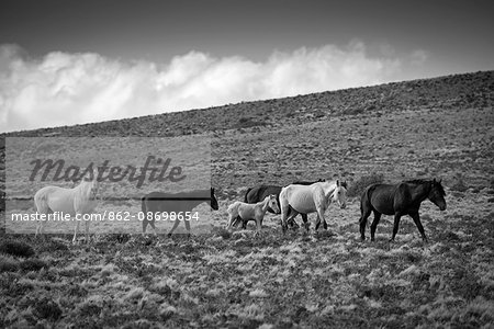 South America, Argentina, Patagonia, Santa Cruz, wild horses at Cueva de los Manos