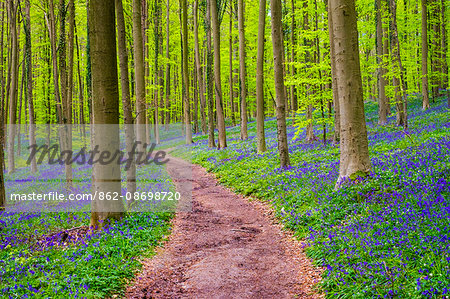 Belgium, Vlaanderen (Flanders), Halle. Bluebell flowers (Hyacinthoides non-scripta) carpet hardwood beech forest in early spring in the Hallerbos forest.