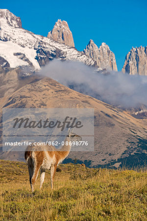 South America, Patagonia, Chile, Torres del Paine,  Guanaco with the Andes Mountain range behind