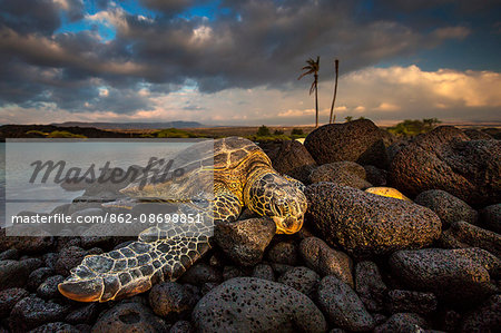 Green sea turtle sleeping on lava rocks in Kiolo Bay at sunset, Hawaii, USA