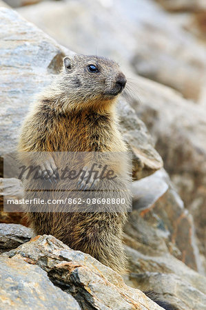 Stelvio National Park, Lombardy, Italy. Alpine marmot.