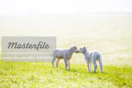 England, Calderdale. Cute lambs on a bright but misty morning.