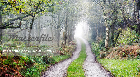 England, West Yorkshire, Hebden Bridge. A track curving through woodland on a misty autumn morning.