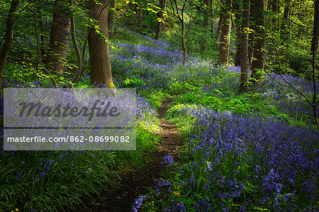 England, Calderdale. Path through Yorkshire woodland with bluebells in full bloom.