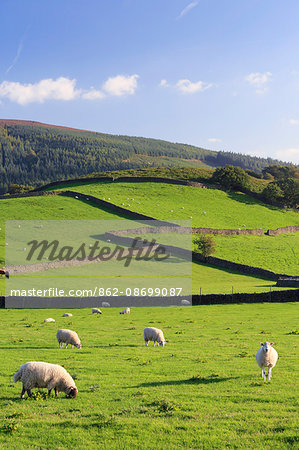 England, Appletreewick. Sheep grazing in the Yorkshire Dales countryside.