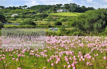 England, Isles of Scilly, St Marys. Flower fields and horses grazing in summer.