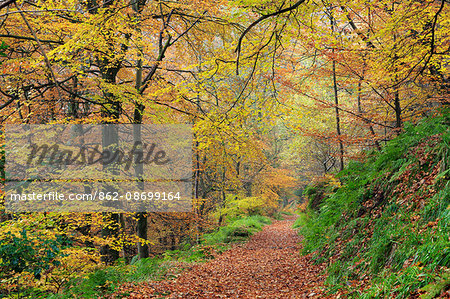 England, West Yorkshire, Calderdale. A path through colourful beech woodland at Hardcastle Crags near Hebden Bridge.