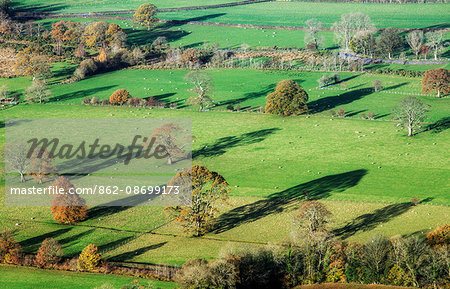 England, Cumbria, Keswick. An overhead view of autumnal trees and sheep grazing.