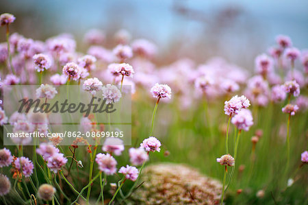 England, Cornwall, Isles of Scilly. A study of Sea Thrift flowers on St Agnes island.