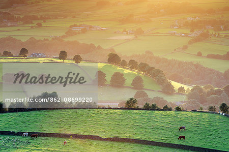 England, West Yorkshire, Calderdale. Cattle grazing on the hills in late summer.