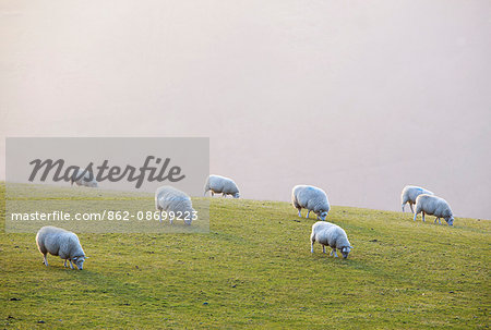 England, West Yorkshire, Calderdale. Sheep grazing on a misty evening.