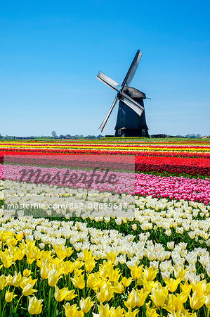 Netherlands, North Holland, Schermerhorn. Windmill, polder mill from Schermerhorn group, with colorful tulip field in early spring.