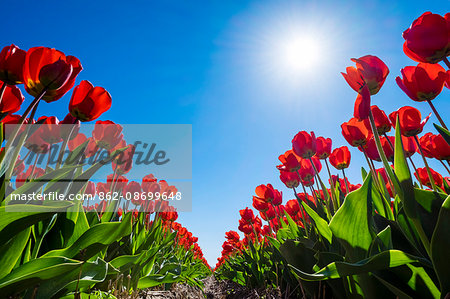 Netherlands, South Holland, Nordwijkerhout. Red Dutch tulips in bloom against a blue sky.