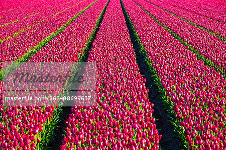 Netherlands, North Holland, Julianadorp. Colorful tulip flowers in a bulb field in spring.