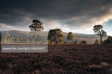 Scotland, Braemar. Scots Pine trees of Glen Lui in the Cairngorms National Park.