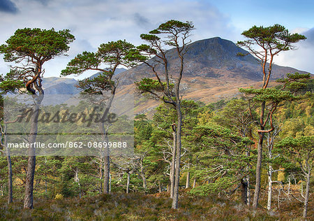 Scotland, Glen Affric. Native Scots Pine trees and Highland scenery.