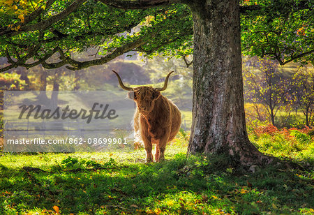 Scotland, Glen Lyon. Highland Cow in the autumn sunshine.