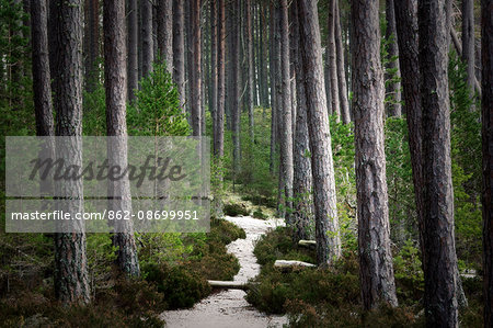 Scotland, Nethy Bridge. Path through pine trees in the Cairngorms National Park.