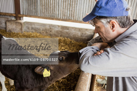 Side view of man leaning on fence by calf in barn