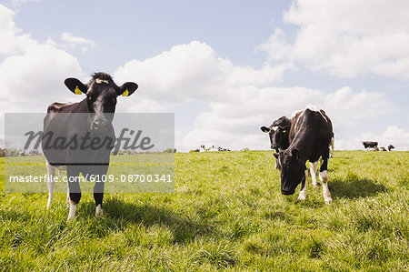 Cows on grassy landscape against cloudy sky
