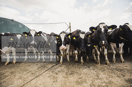 Low angle view of cattle standing on field against sky