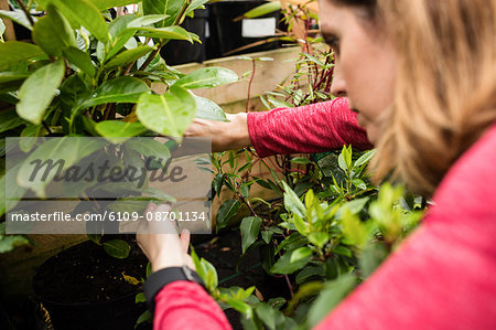 Female florist pruning a plant with pruning shears in garden centre