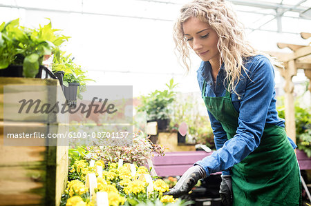 Female florist checking flower in garden centre