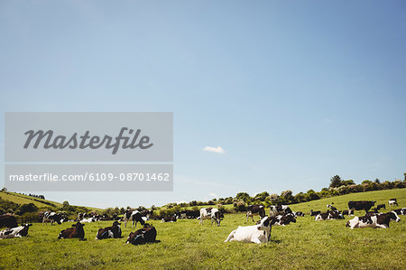 Herd of cows in the field on a sunny day