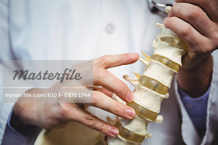 Close-up of physiotherapist holding spine model in the clinic