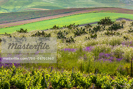 Farmland with crops of grapevines, wildflowers and prickly pear cactus near Calatafimi-Segesta in the Province of Trapani in Sicily, Italy