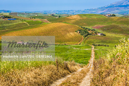 Scenic vista of farmland with vineyards and fields of crops and dirt road near Calatafimi-Segesta in the Province of Trapani in Sicily, Italy