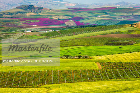 Scenic view of farmland with vineyards and crops growing near Calatafimi-Segesta in the Province of Trapani in Sicily, Italy