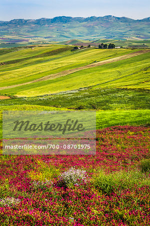 Overview of farmland with grassy fields and colorful wildflowers near Calatafimi-Segesta in the Province of Trapani in Sicily, Italy