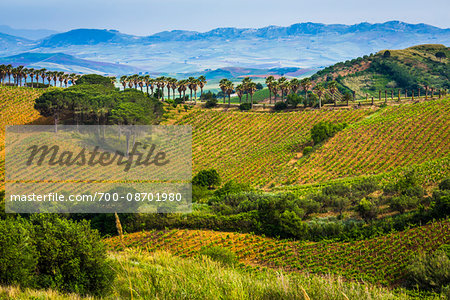 Overview of rolling hills of farmland with fields of vinyards with palm trees near Calatafimi-Segesta in the Province of Trapani in Sicily, Italy Overview of rolling hills of farmland with fields of vinyards with palm trees near Calatafimi-Segesta in the Province of Trapani in Sicily, Italy