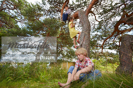 Young boy sitting in tree, young girl climbing rope ladder on tree and boy sitting in grass