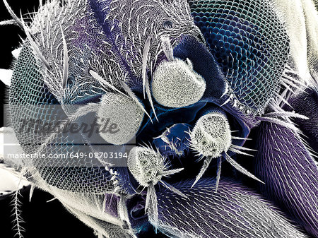 Magnified fruit fly