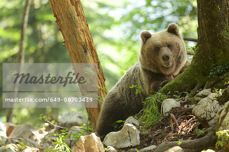 Portrait of brown bear (Ursus arctos) in forest, Markovec, Slovakia