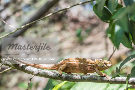 Parson's chameleon (Calumma parsonii), endemic to Madagascar, Africa