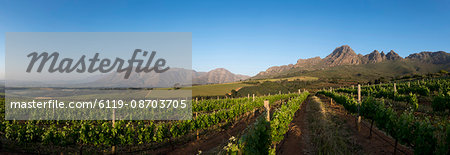 Vineyards near Stellenbosch in the Western Cape, South Africa, Africa