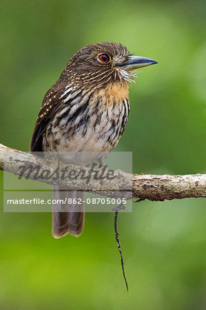 Panama, Panama City.  A white-whiskered puffbird along the Pipeline Road.