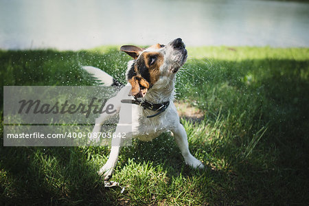 small dog breed Jack Russell Terrier shakes off water after bathing in the river on a summer day