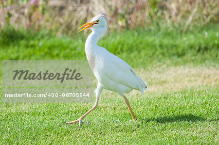 Cattle egret bubulcus ibis walking on grass in rural garden