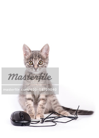 kitten playing with computer mouse isolated on white background