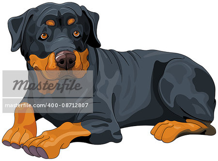 Illustration of beautiful Rottweiler